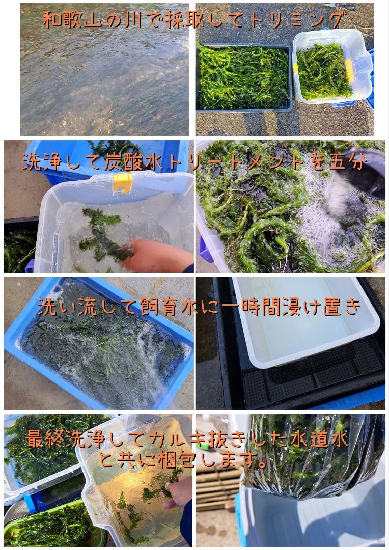 【専用ページ】天然アナカリス1000本