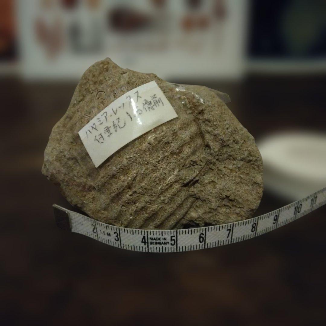 美術 デッサン用 コレクション 極美品 ハヤミア・レックス 化石