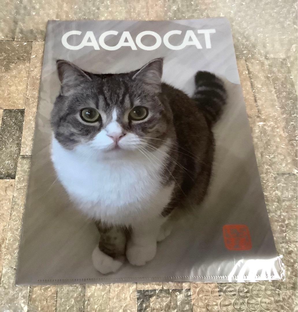 もちまる日記　クリアファイル　スコティッシュフォールド　202511281415