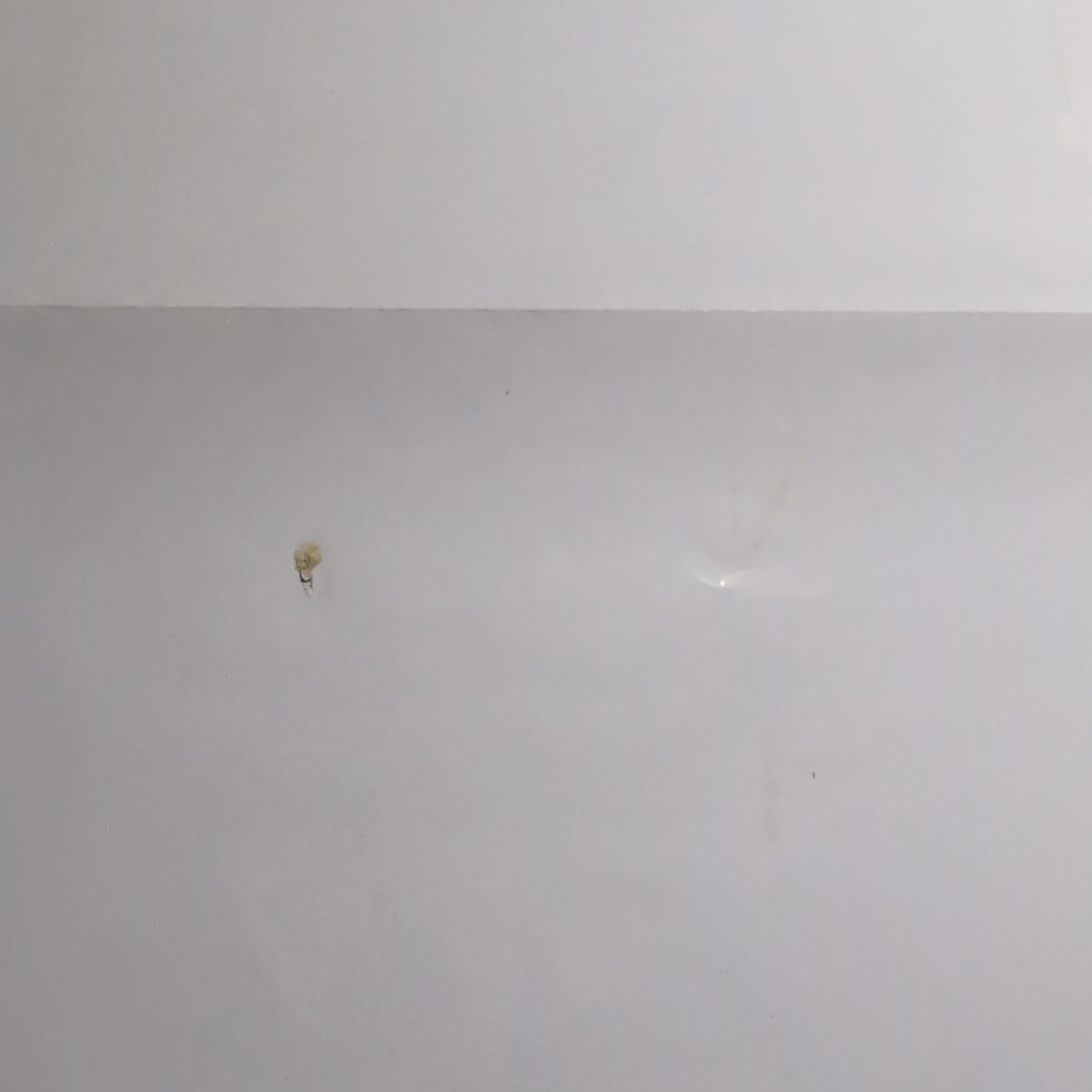 【非売品】シャイニースターv　ポスター　ポケカ