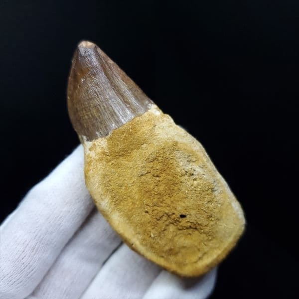 歯根付き モササウルス 化石 歯 本物 モロッコ産 77.26mm mos28