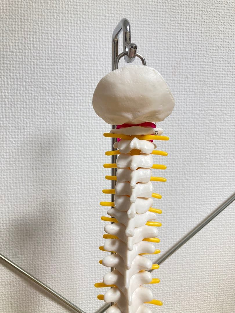 ☆ 激レア！！ 脊椎模型 約47cm 標本 人体模型 整体 骨格模型 骨格標本