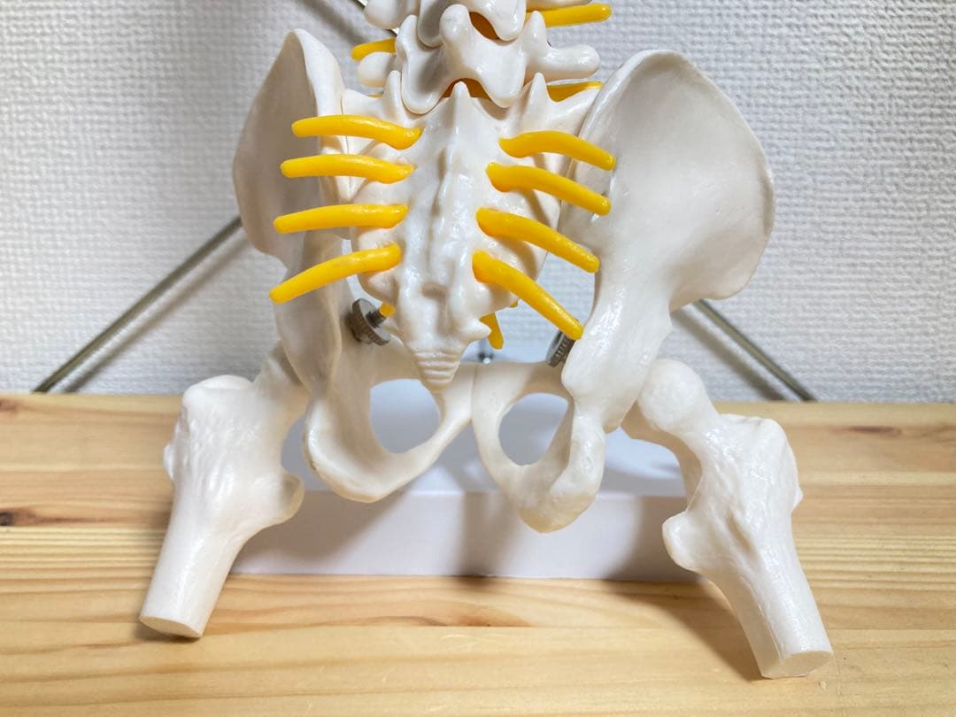 ☆ 激レア！！ 脊椎模型 約47cm 標本 人体模型 整体 骨格模型 骨格標本