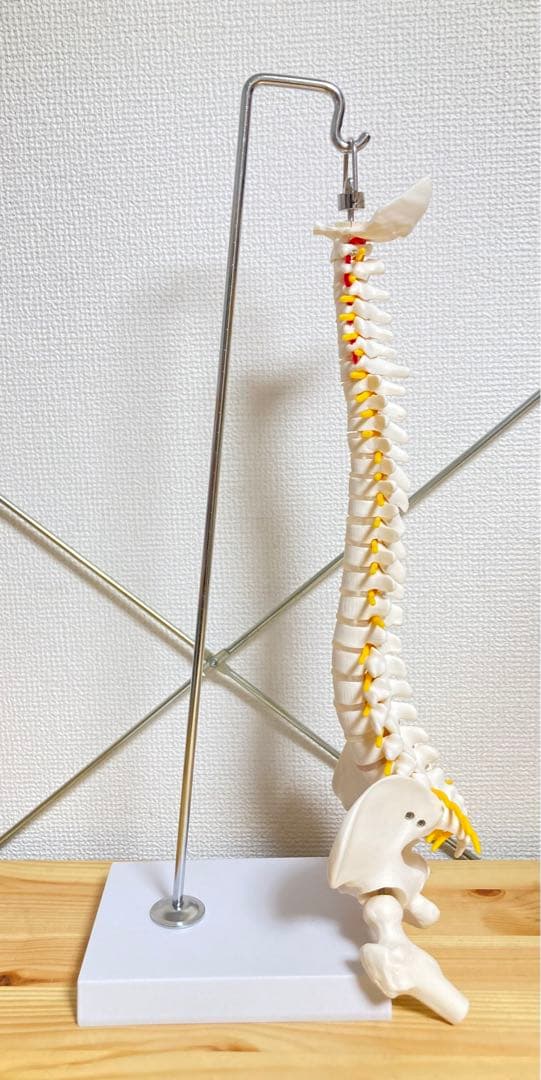 ☆ 激レア！！ 脊椎模型 約47cm 標本 人体模型 整体 骨格模型 骨格標本