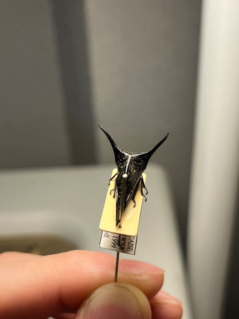 【角蝉最大種】Hemikyptha marginata ツノゼミ セミ ホタ標本