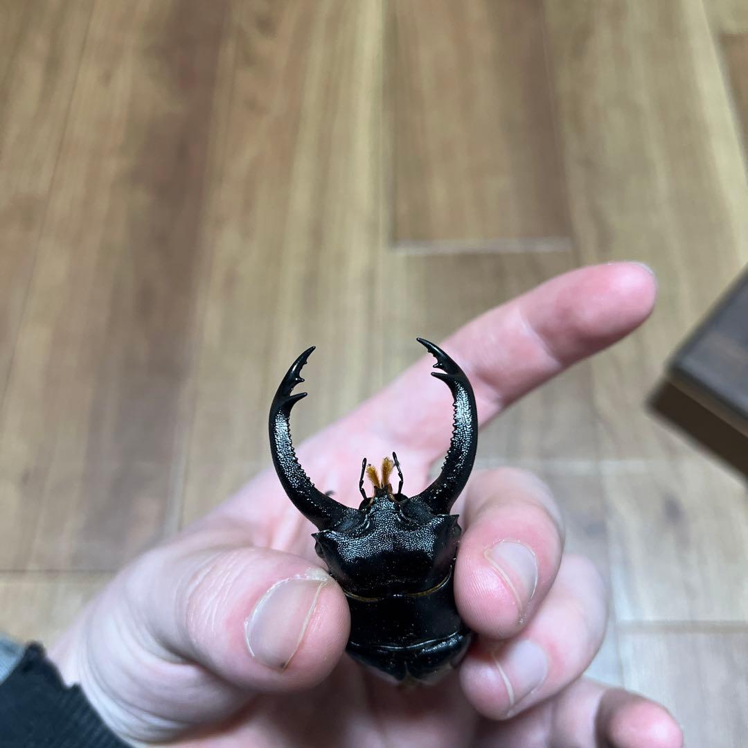 YAMATO2520超珍品‼️アンドレアス エロンガトゥス