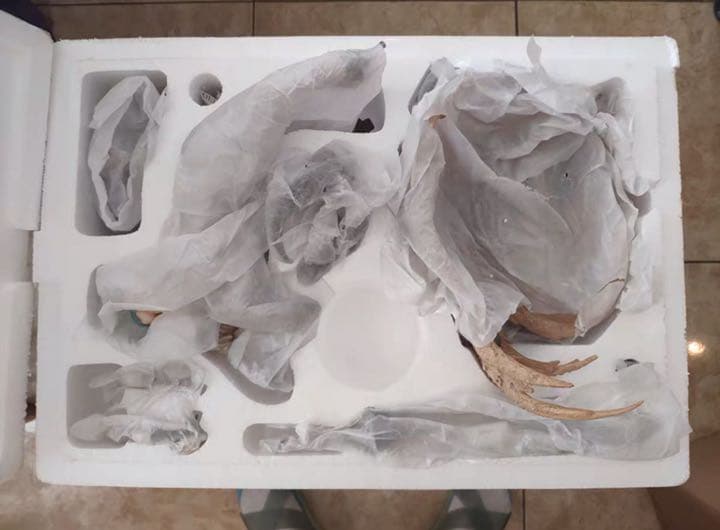 BLEACH  黒衣少年図 ネリエル ガレージキット ガレキ スタチュー①①