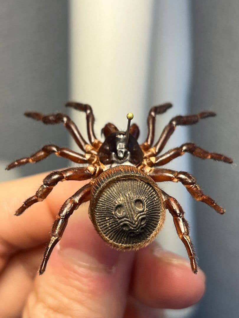 【極美展足】シリキレグモ トラップドアスパイダー タランチュラ ムカデ