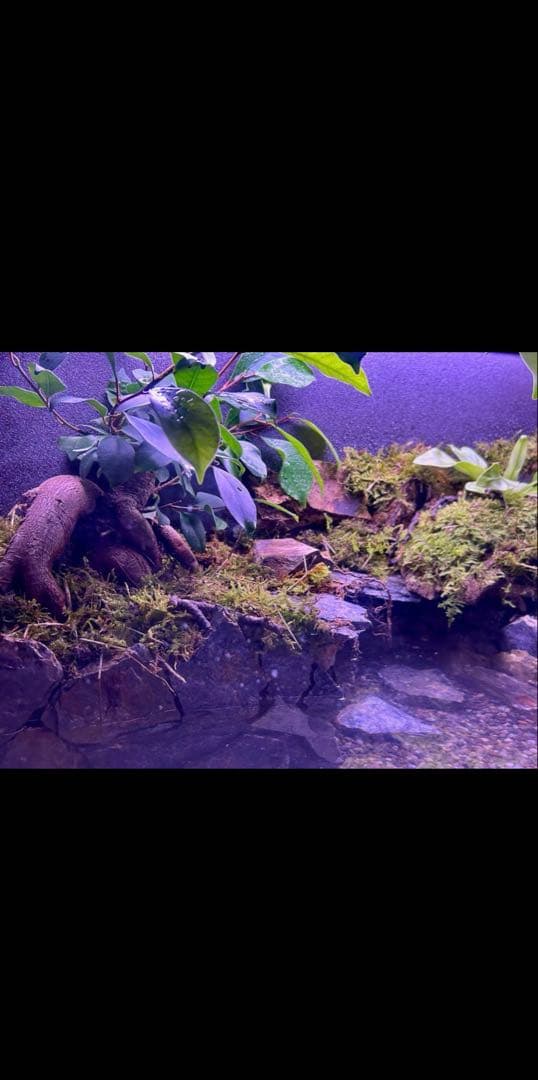 水の流れる滝テラリウム水槽　60サイズ　ガジュマル