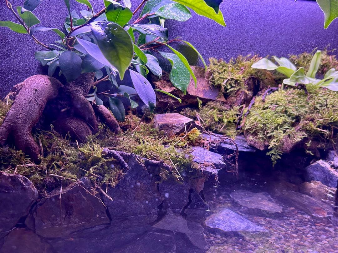 水の流れる滝テラリウム水槽　60サイズ　ガジュマル