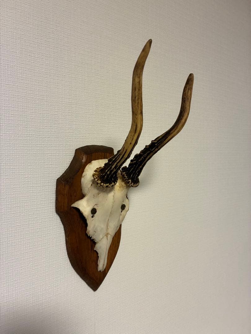 ブロカント アンティーク ハンティングトロフィー 鹿角 オブジェ
