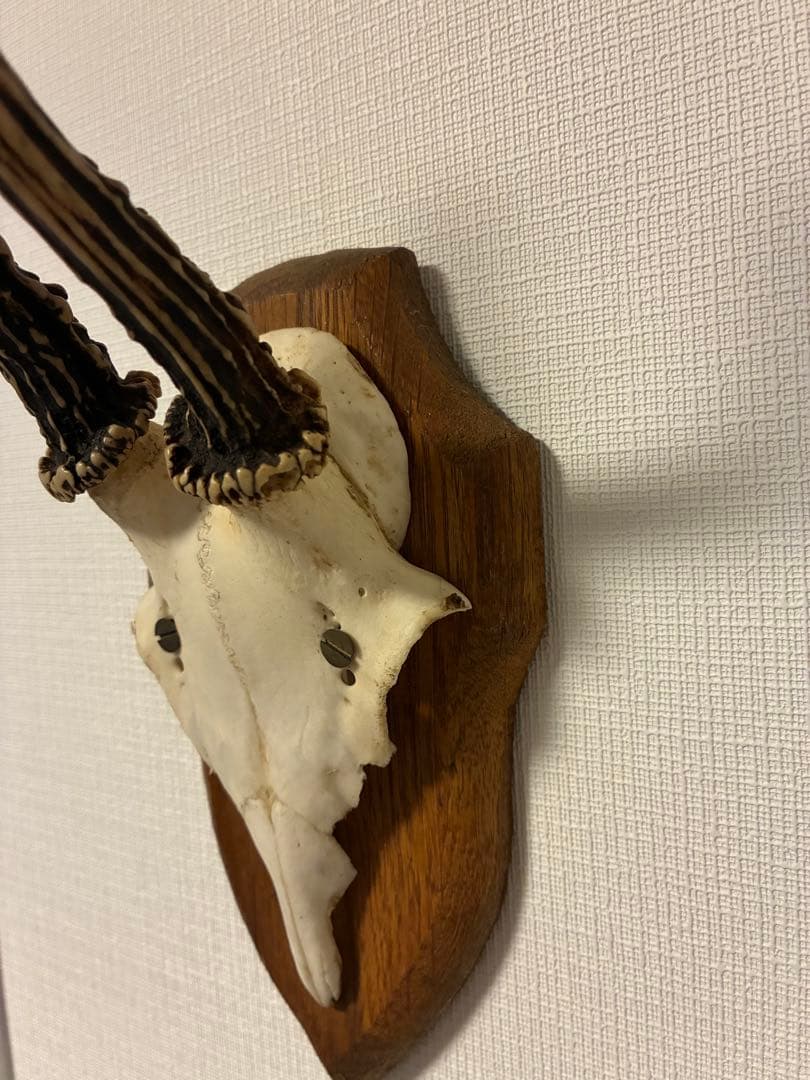 ブロカント アンティーク ハンティングトロフィー 鹿角 オブジェ