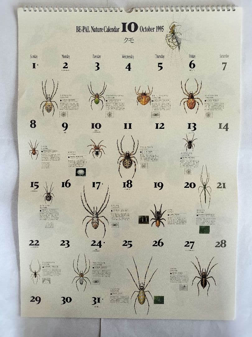 BE-PAL ビーパル カレンダー 新品未使用 1995年　ヴィンテージ