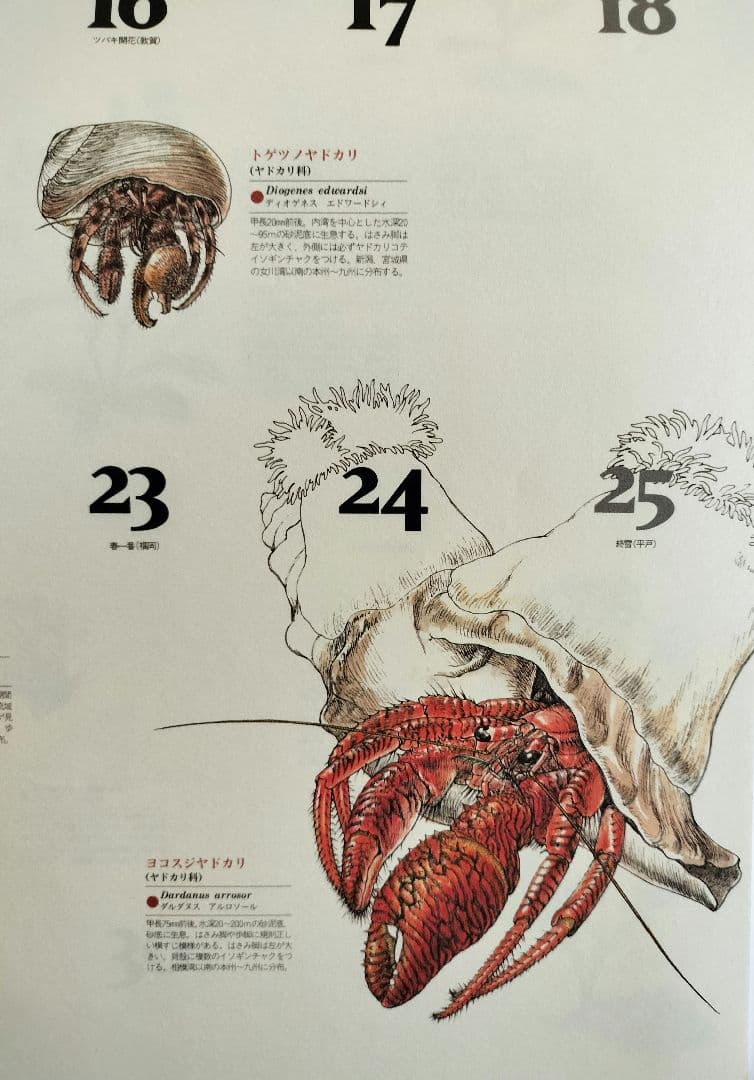 BE-PAL ビーパル カレンダー 新品未使用 1995年　ヴィンテージ