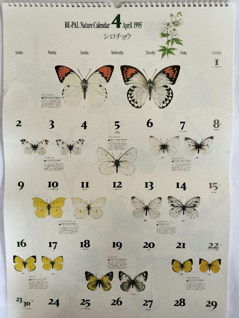 BE-PAL ビーパル カレンダー 新品未使用 1995年　ヴィンテージ