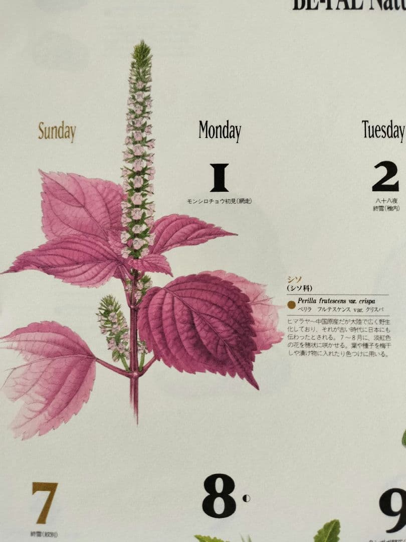 BE-PAL ビーパル カレンダー 新品未使用 1995年　ヴィンテージ