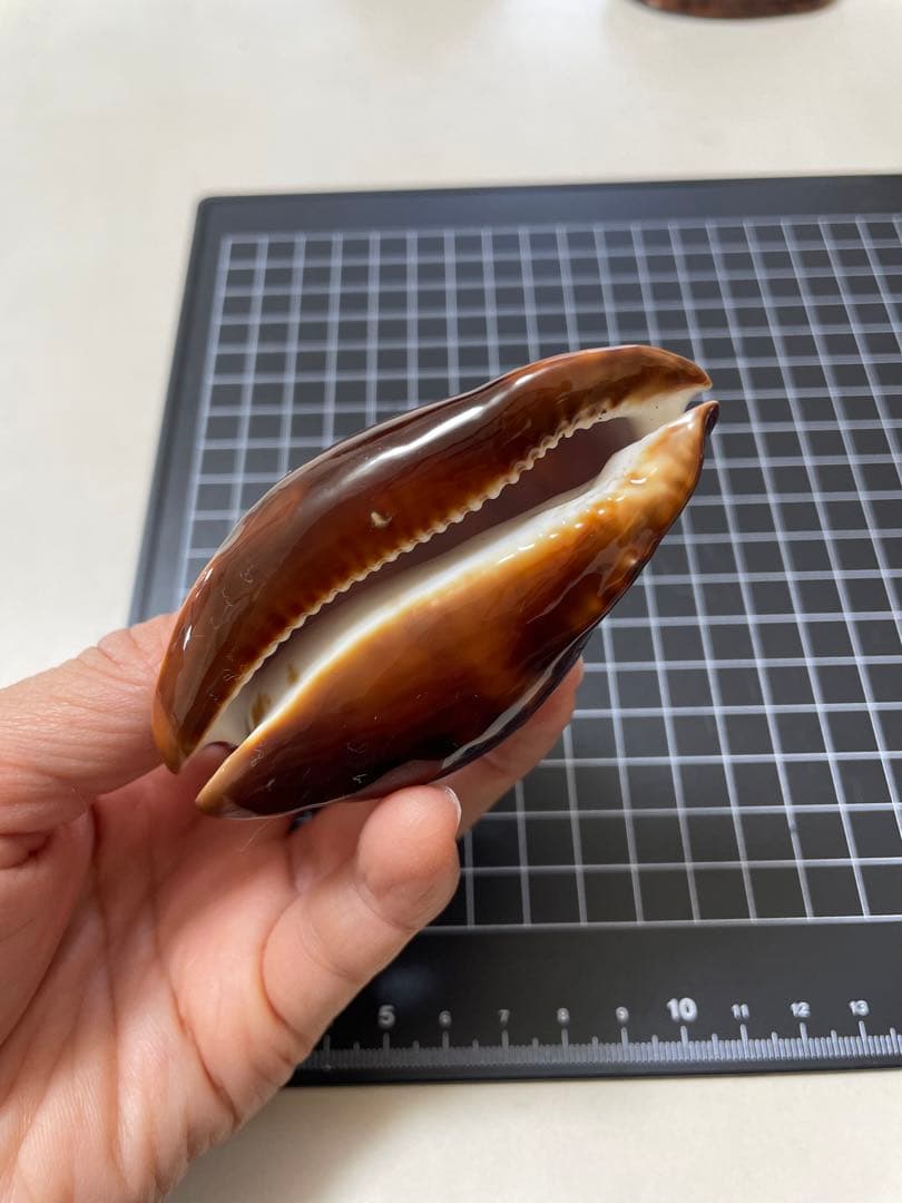 クロガネダカラ　貝殻　標本