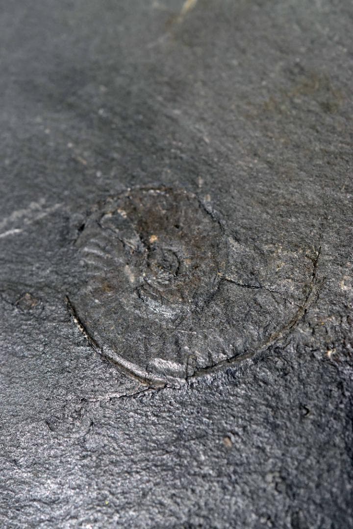 アンモナイトの化石 k3-420(yh)