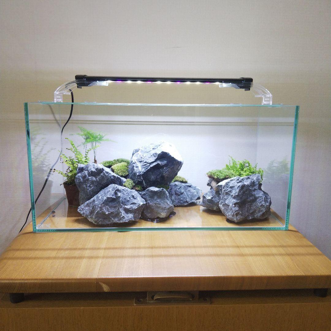 【完成品】アクアテラリウム　イモリウム　苔テラリウム