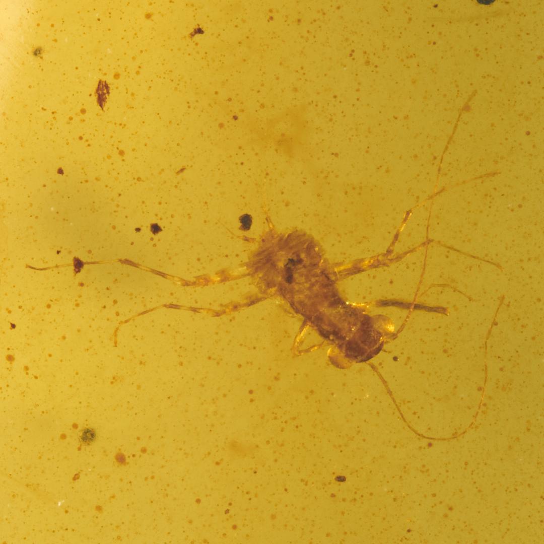 レア極上品 PA0061虫入り琥珀化石　ミャンマーカムティかタナイ9900万年前