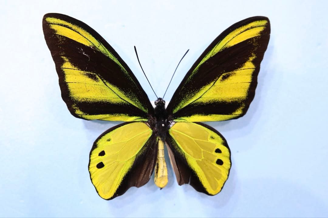キマエラトリバネアゲハ！金色型！標本！