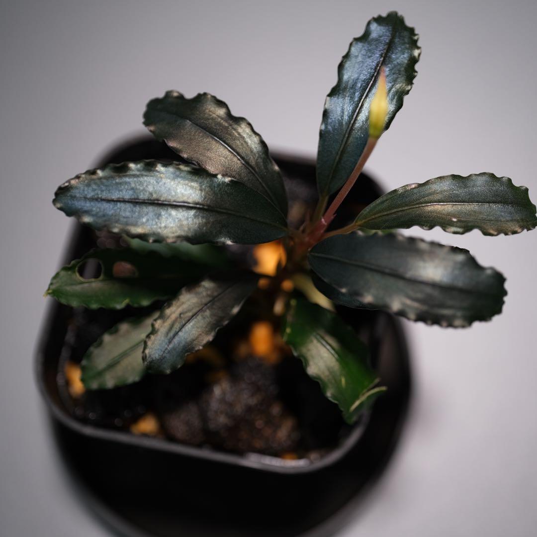 TE2025さん ブセファランドラ