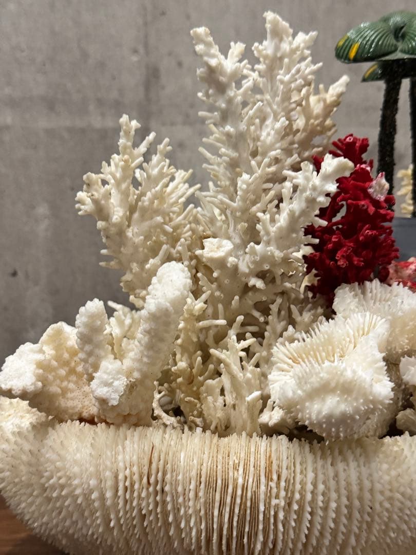 白珊瑚天然　オブジェ　アクアリウム　インテリア　デコレーション サンゴ