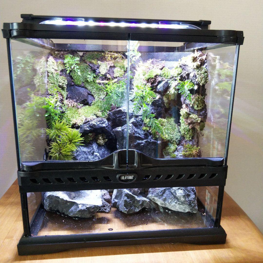 【受注生産】グラステラリウム3030　イモリウム　苔テラリウム　アクアテラリウム
