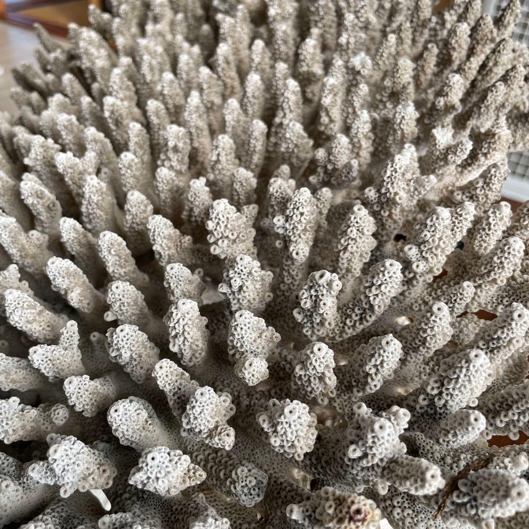 珊瑚 天然 大型 約50×35cm 約8kg インテリア オブジェ