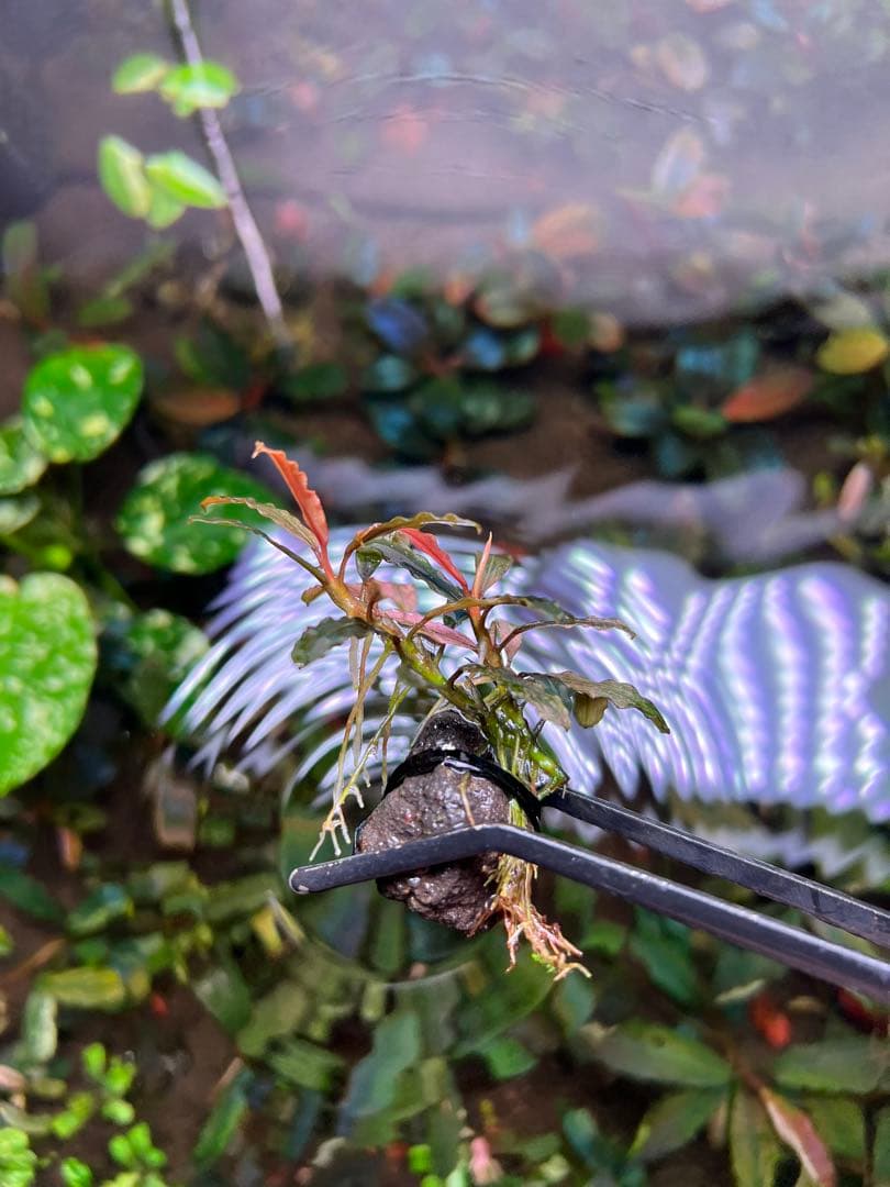 Bucephalandra sp. Varigata Pink 水中葉 2株