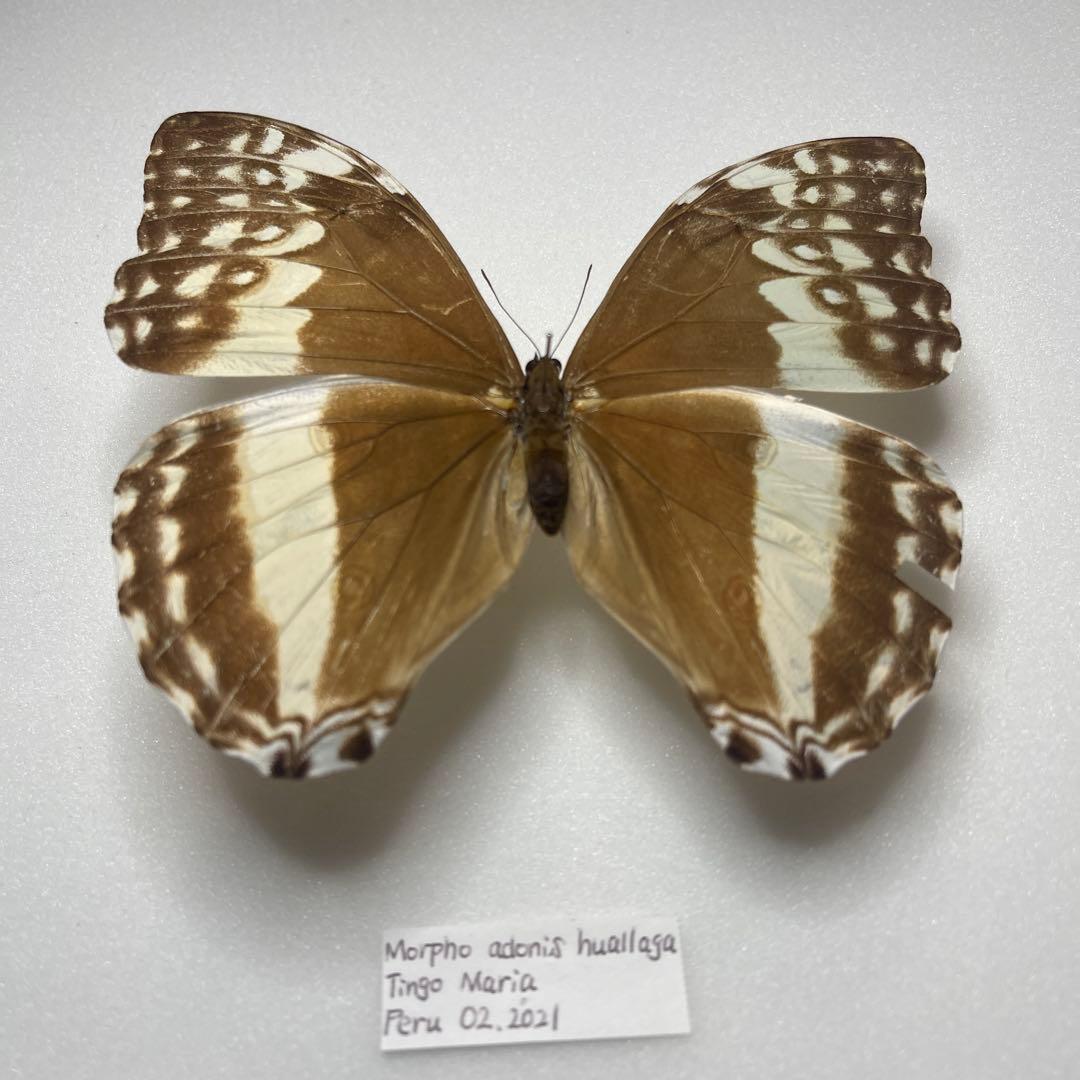 モルフォ蝶adanis huallaga