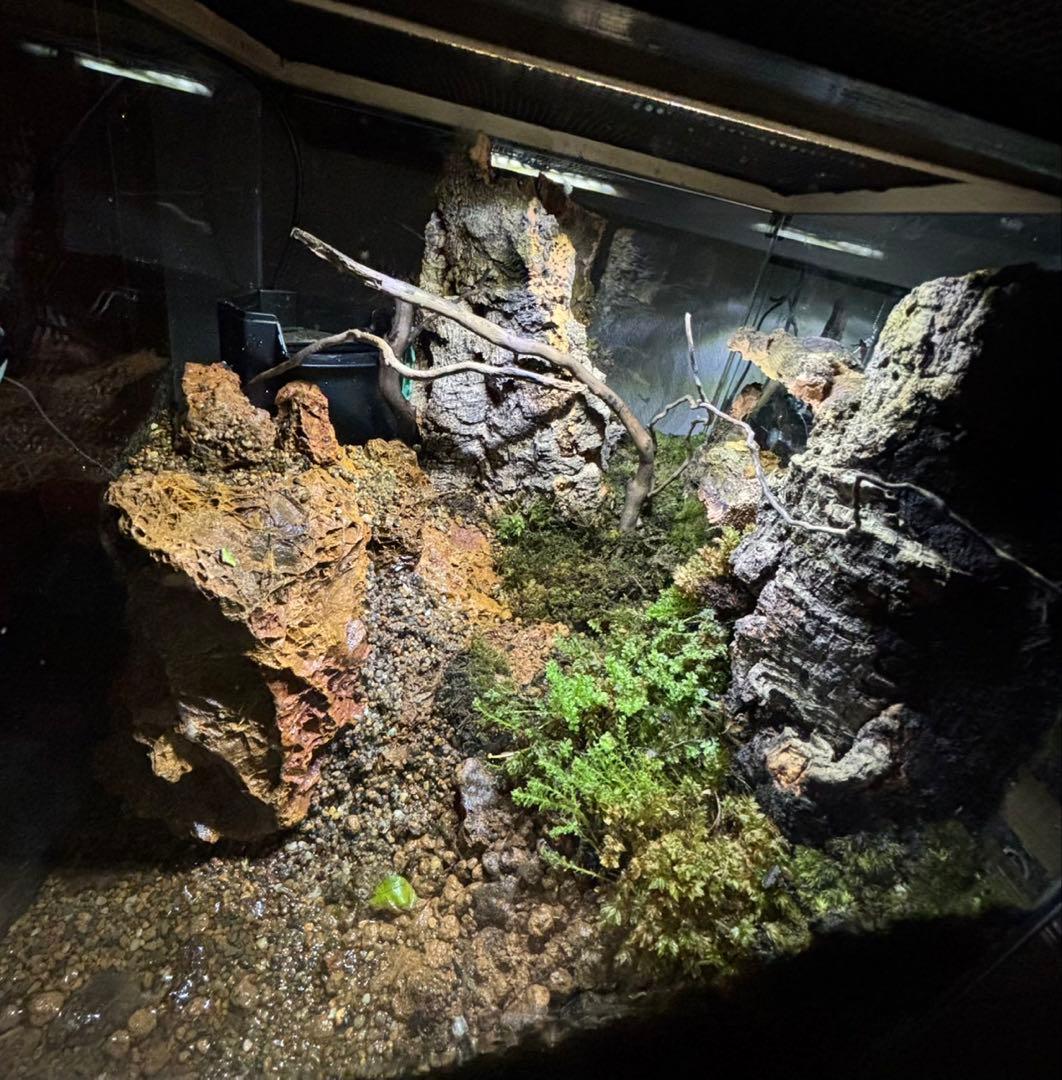 【滝の流れるアクアテラリウム】 30cmキューブガラス水槽レイアウト