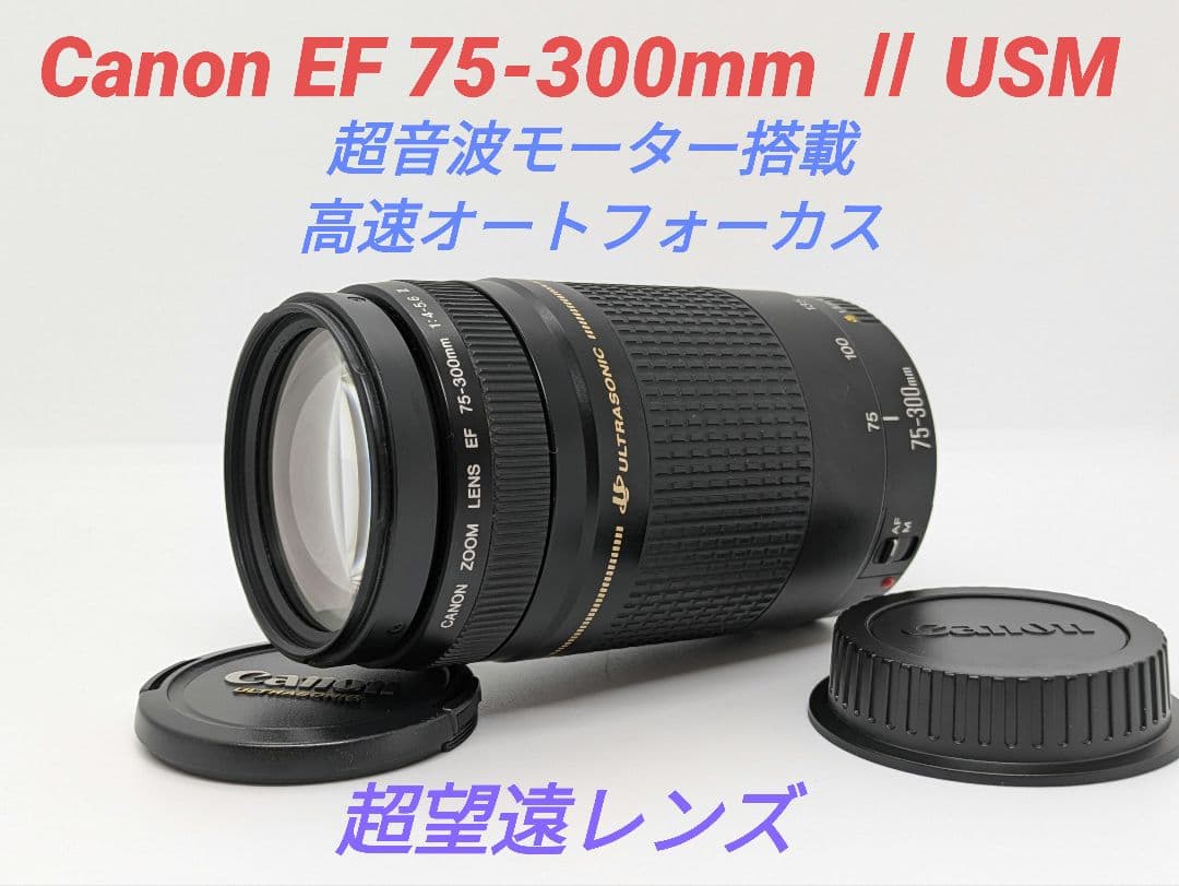 7月30日限定【超望遠レンズ】Canon EF 75-300mm Ⅱ USM