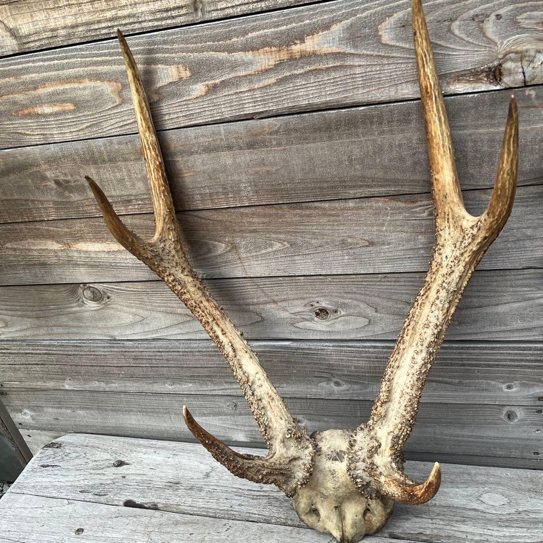 ヴィンテージ鹿ツノ