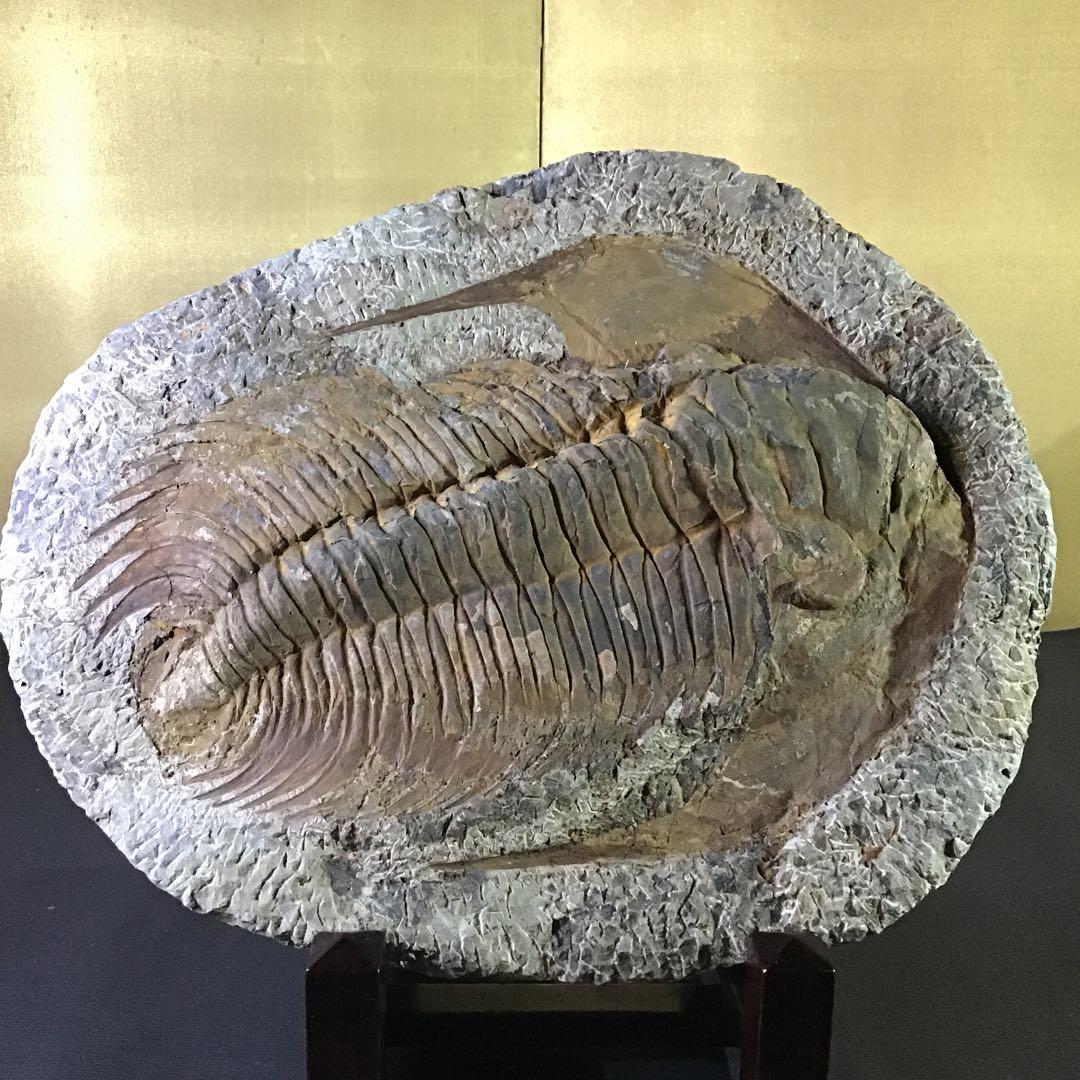 特大￼w 35㎝4kg 三葉虫化石￼ 古生代の重要な示準化石￼