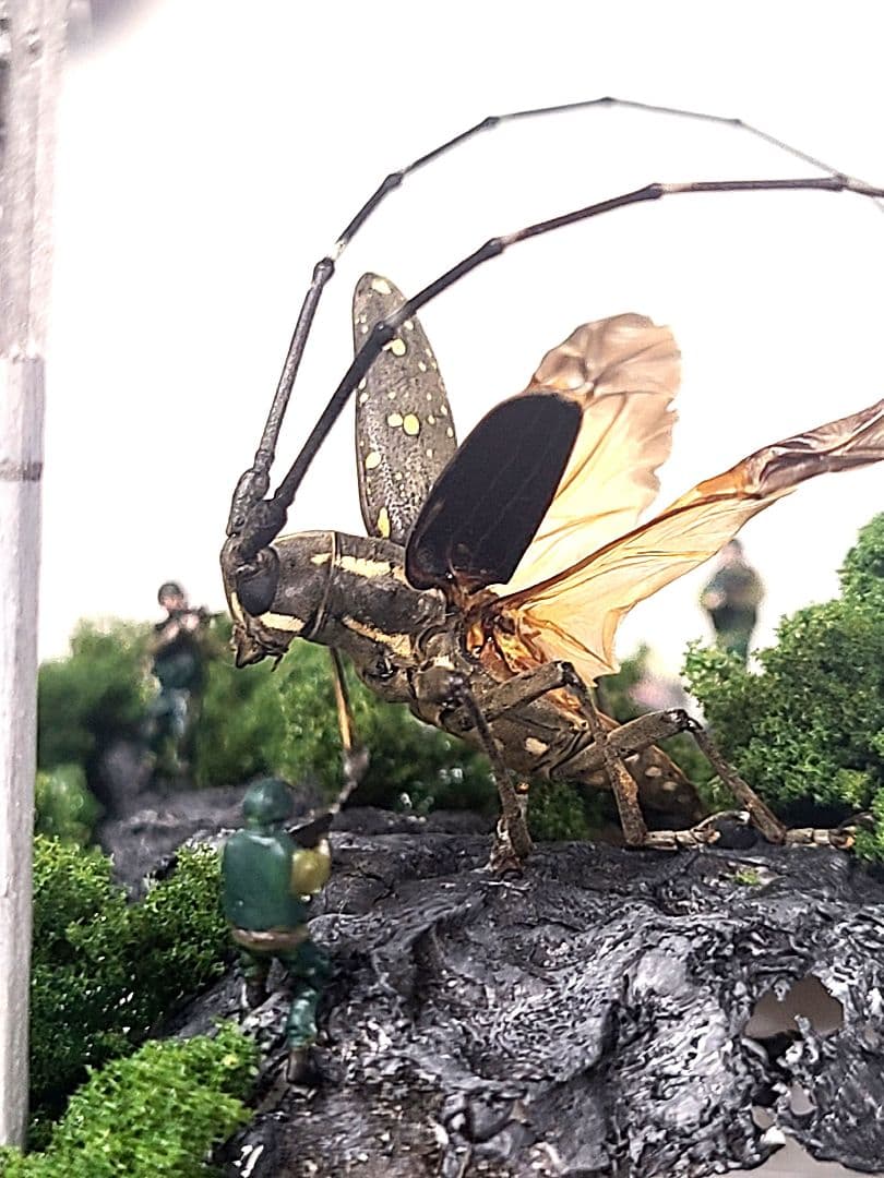 カミキリムシ　立体標本