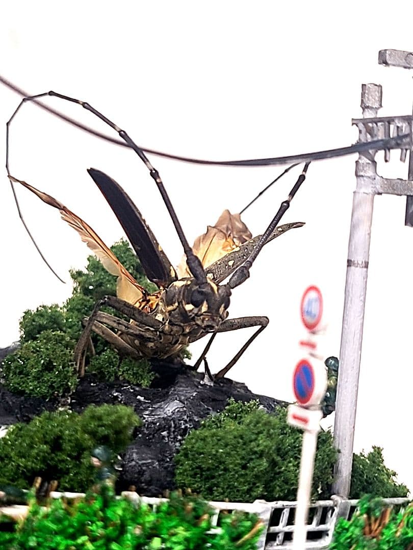 カミキリムシ　立体標本