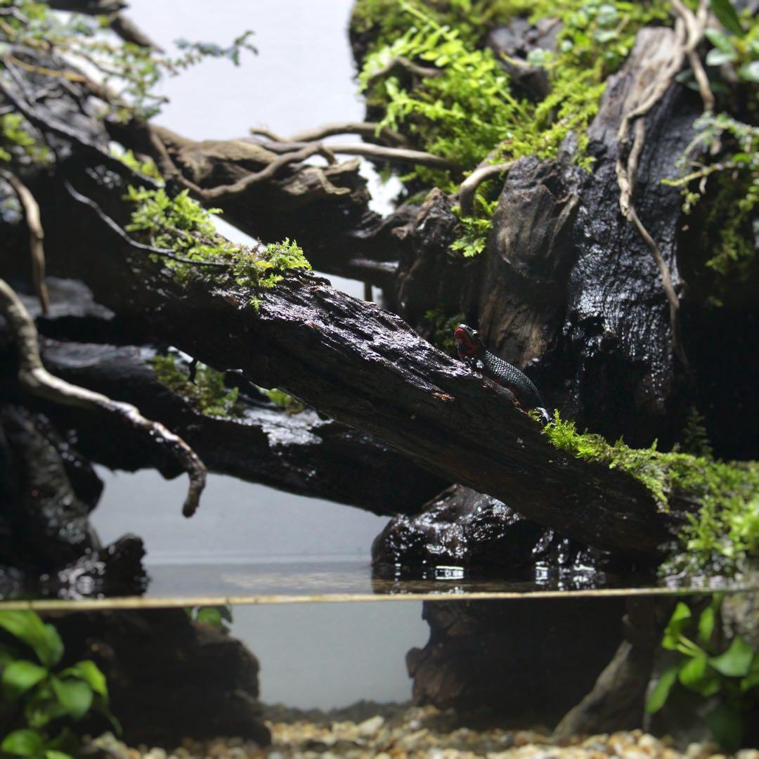 ☆Mii☆プロフ読んで下さい★　アクアテラリウム　イモリウム