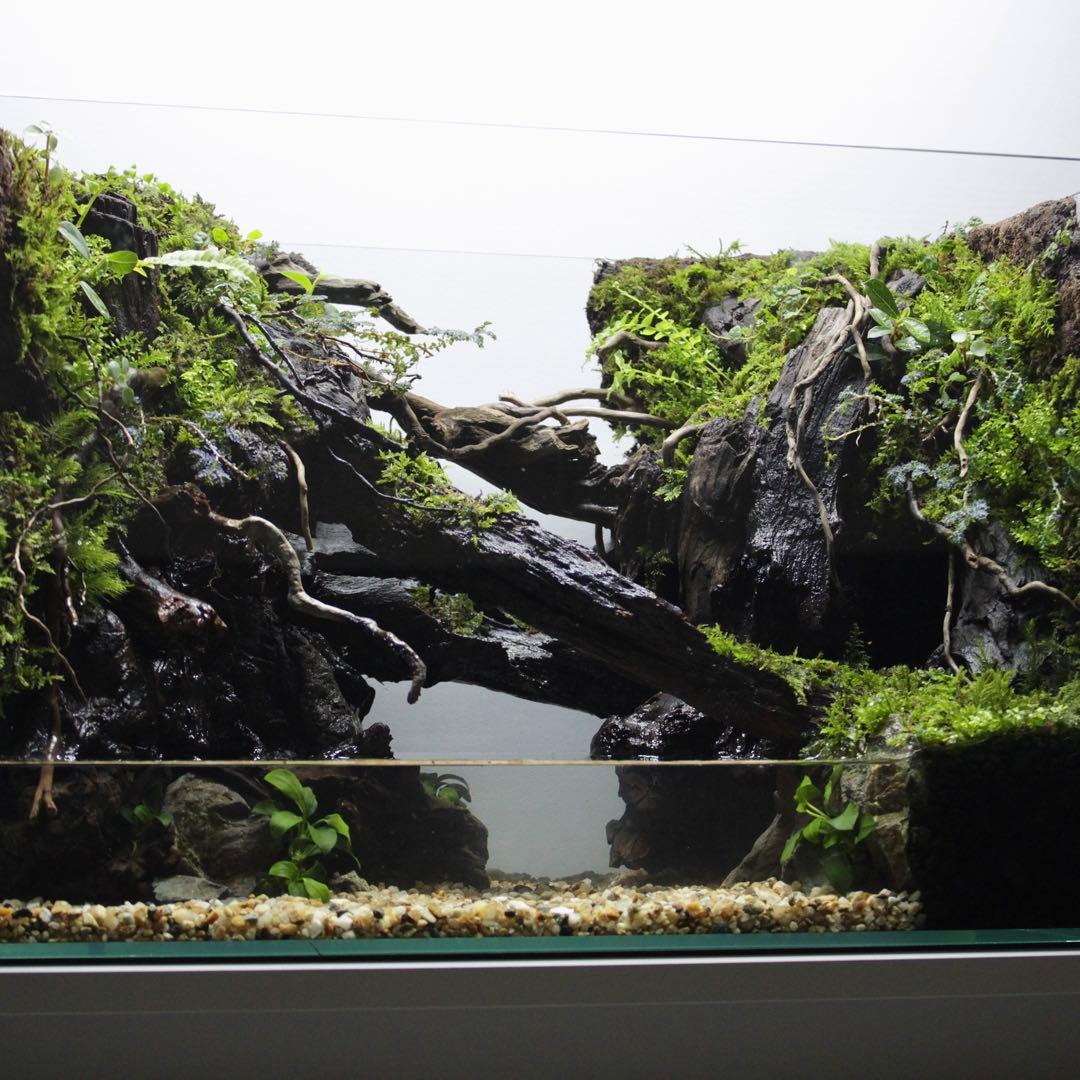 ☆Mii☆プロフ読んで下さい★　アクアテラリウム　イモリウム