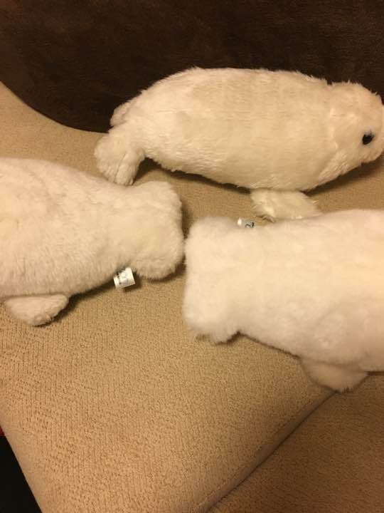 動物園シリーズ 確認用 アザラシ