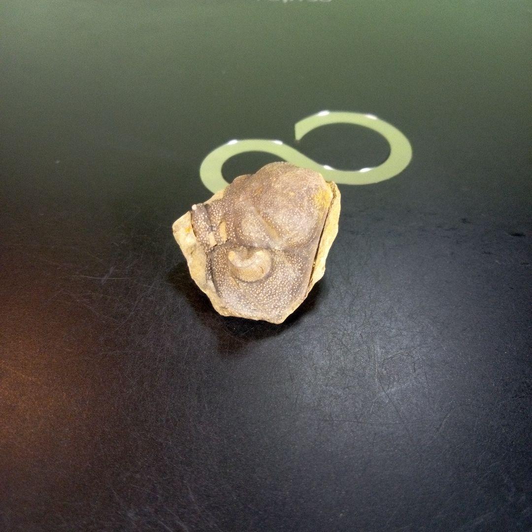 三葉虫　南米産　化石　fossil　ボリビア産　trilobite　南米化石郡⑦