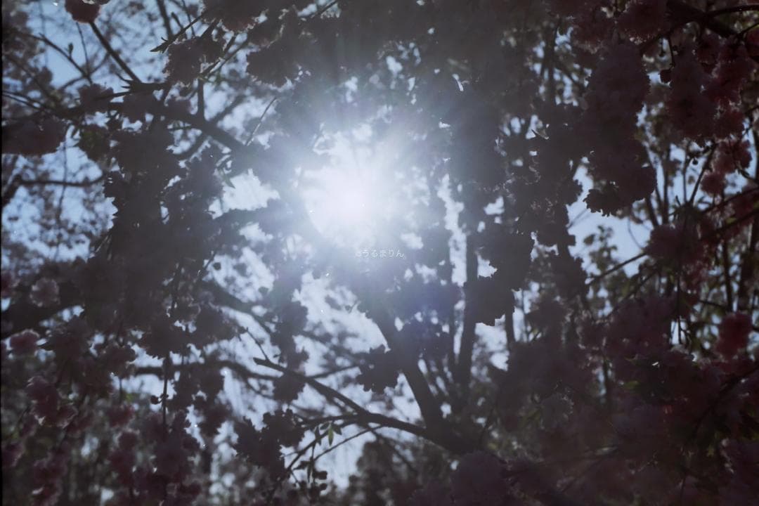 実写確認済！IHAGEE Exa 一眼レフ オールドカメラ 世界初一眼レフ