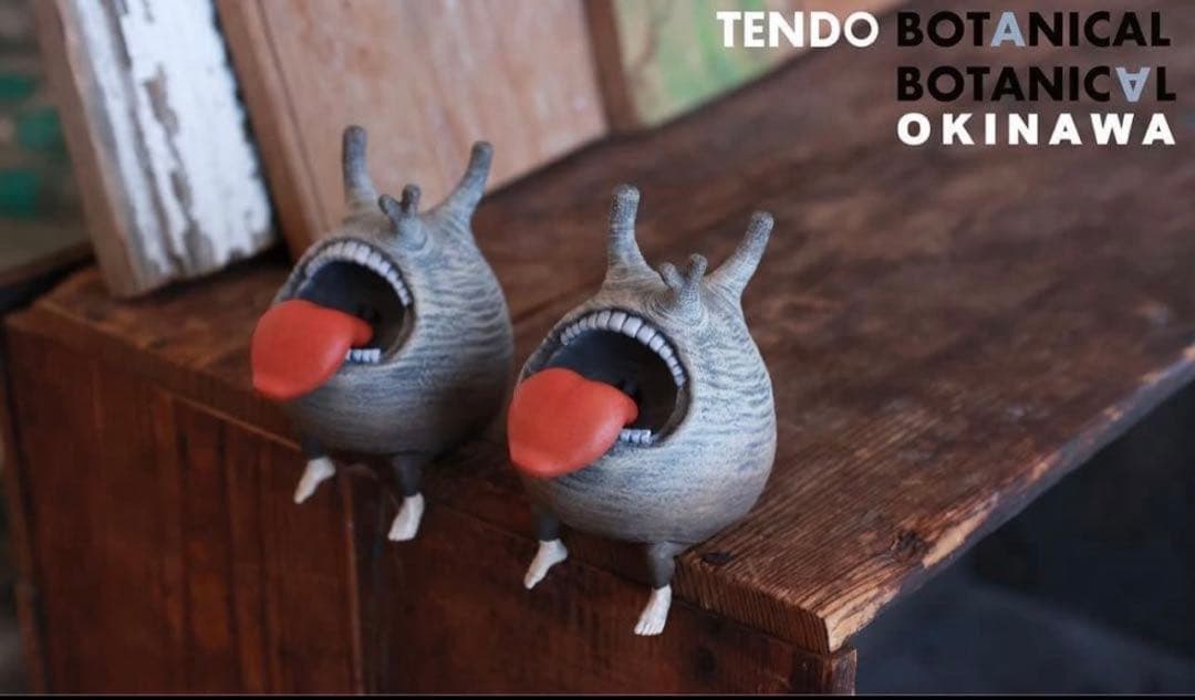 OZWRT「The CaudexMan Pachypodiuman グラ丸」