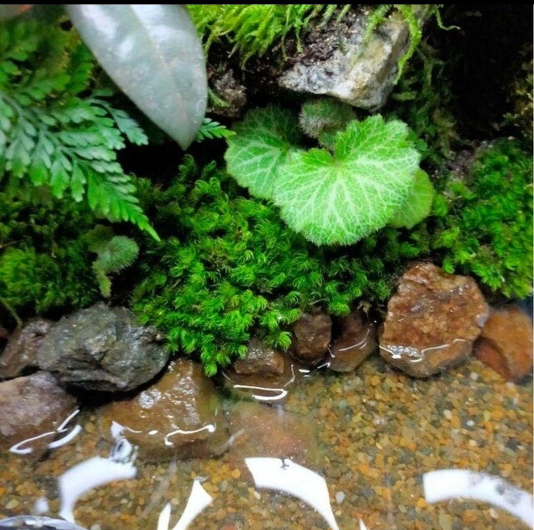 隠れ家付き！自然の中の飼育箱、苔テラリウム