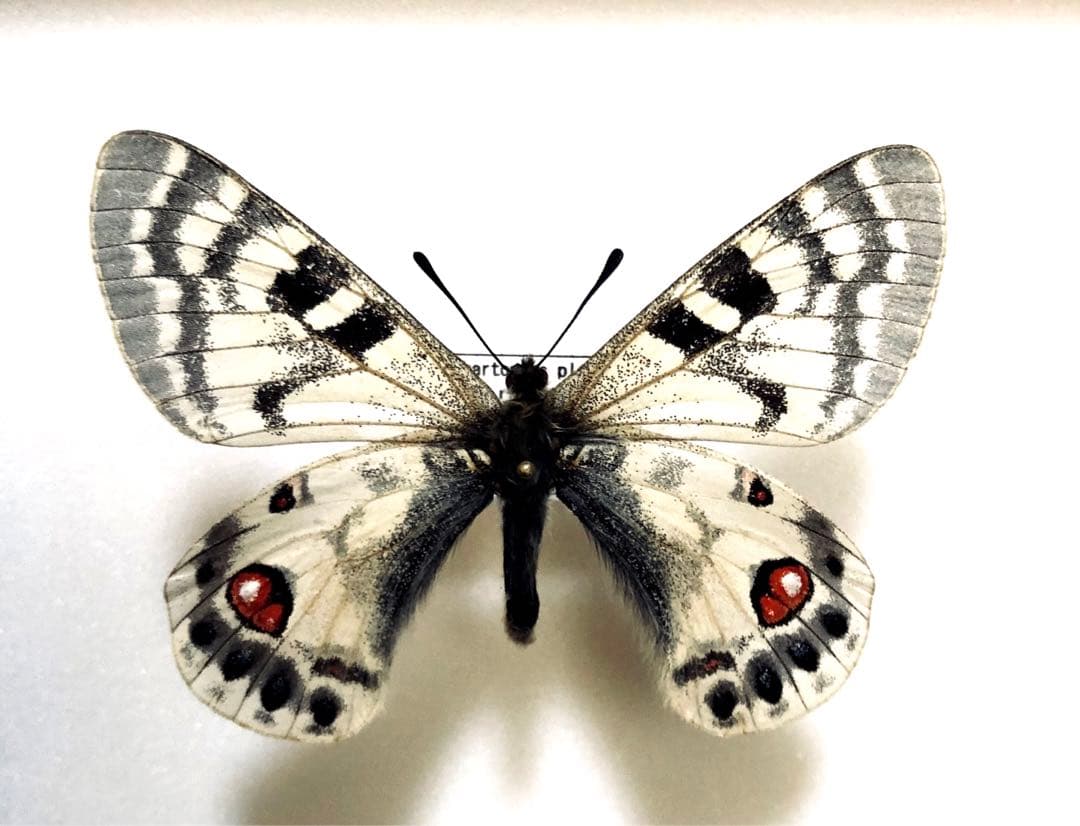 蝶標本　チャールトンウスバ　ペア