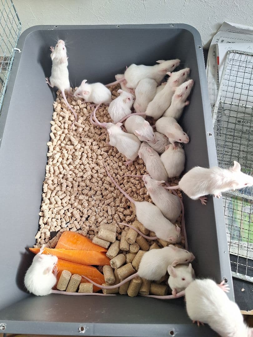 ラット　マウス　ハムスター等ハードフード10kg送料込み