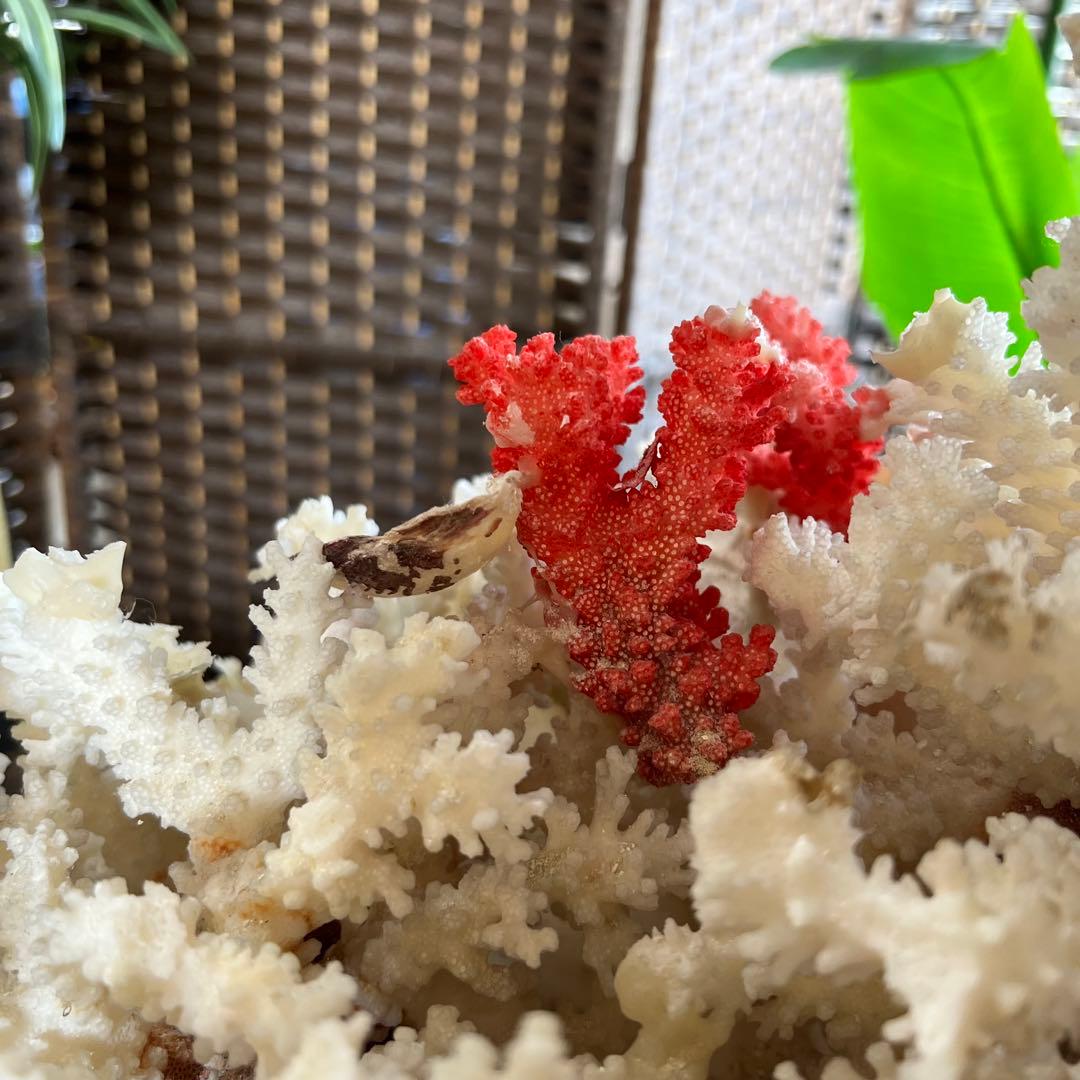 超特大 珊瑚 サンゴ コーラル ピンク オブジェ インテリア 貝