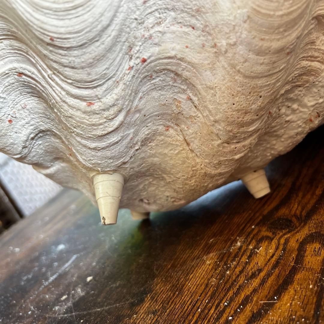 超特大 珊瑚 サンゴ コーラル ピンク オブジェ インテリア 貝