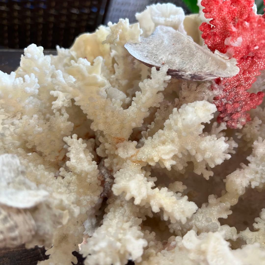 超特大 珊瑚 サンゴ コーラル ピンク オブジェ インテリア 貝