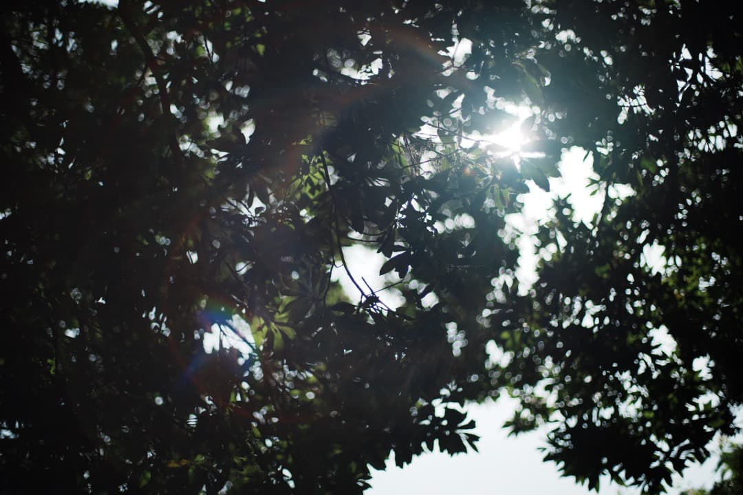 【極美品】Carl Zeiss Planar 50mm F1.4 MMJ 904